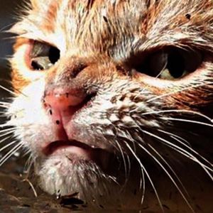 Meet your Posher, Dorothy